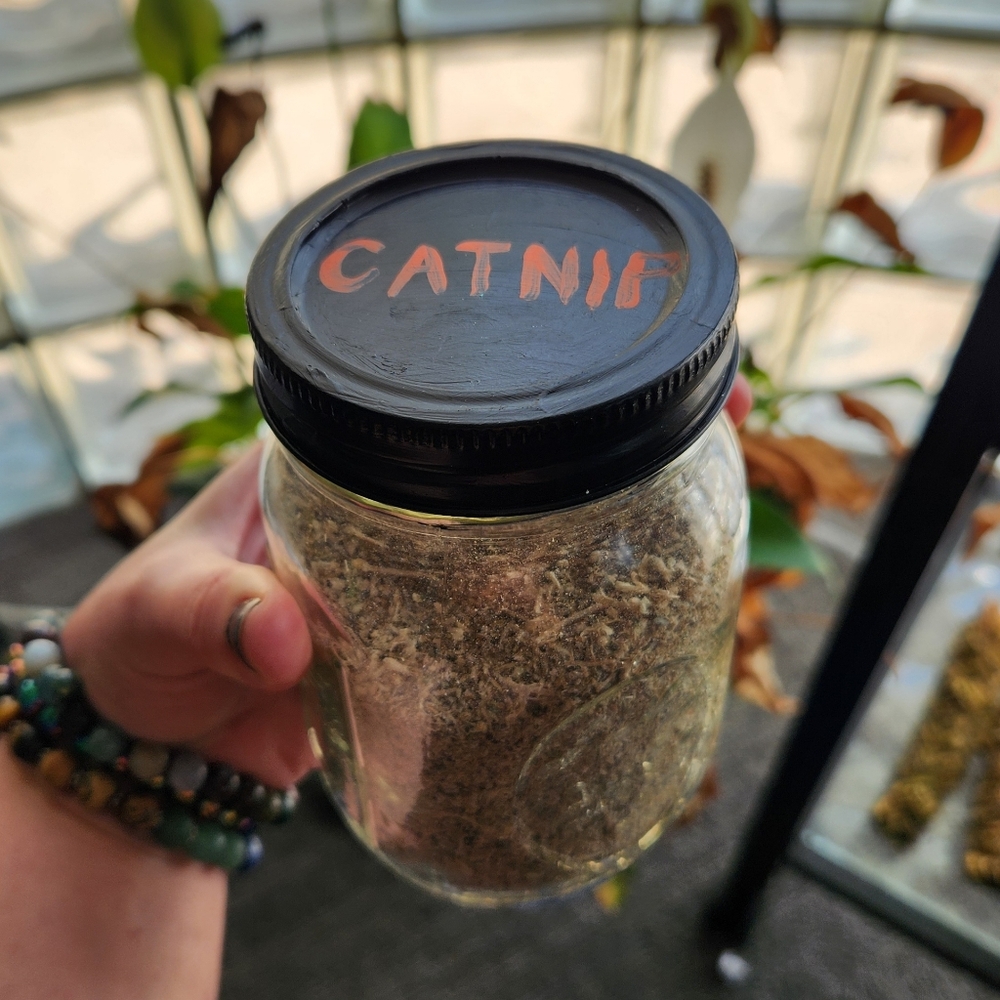 Catnip - Picture 6 of 8